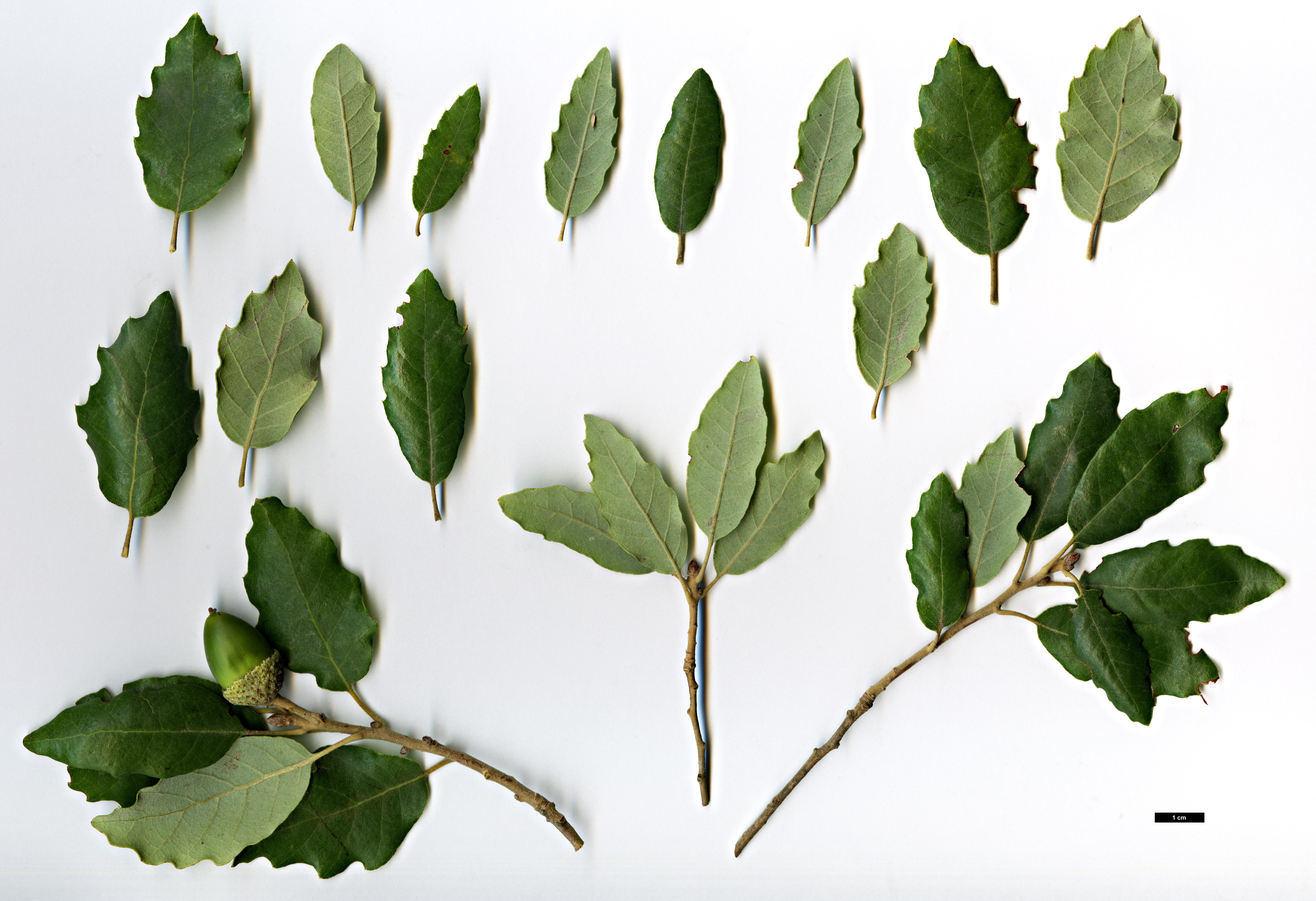 High resolution image: Family: Fagaceae - Genus: Quercus - Taxon: faginea × Q.suber